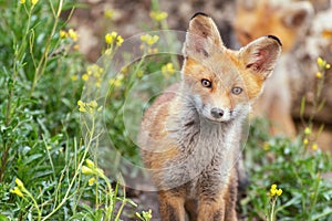A young Fox stands in the grass near the burrow and looks at the camera. Vulpes vulpes