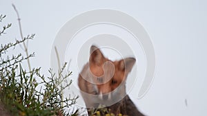 A young Fox stands in the grass Vulpes vulpes, Close up