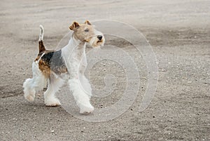 Young Fox-Terrier