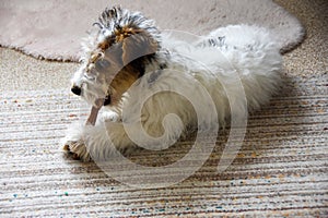 Young fox terrier with chew bone