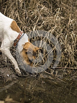 Young Fox Terrier got to the water.