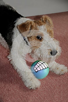 Young fox terrier plays with a ball