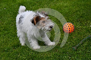 Young fox terrier plays with his toy in the meadow