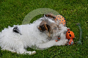 Young fox terrier plays with his toys in the meadow