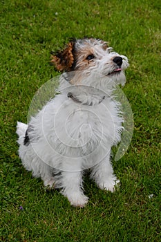 Young fox terrier sits in the meadow