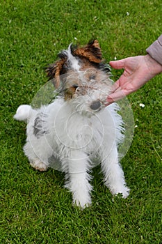 Young fox terrier sits in the meadow and enjoys being caressed