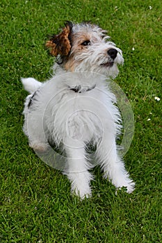 Young fox terrier sits in the meadow photo