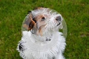 Young fox terrier sits in the meadow photo