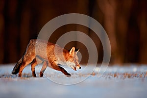 Young fox Vulpes vulpes looking for food in a snowy meadow. Red fox in beautiful winter light. Animal in the nature habitat.