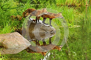 Young fox with water reflections