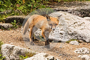 Young fox. wild animal photo