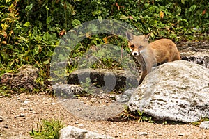 Young fox. wild animal photo