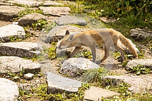 Young fox. wild animal photo