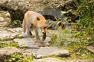 Young fox. wild animal photo