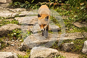 Young fox. wild animal photo