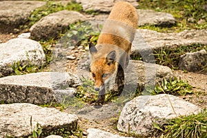 Young fox. wild animal photo