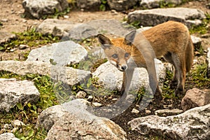 Young fox. wild animal photo