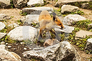 Young fox. wild animal photo