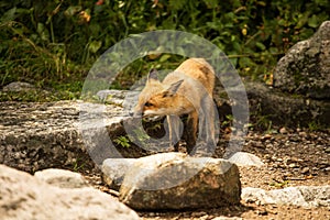 Young fox. wild animal photo