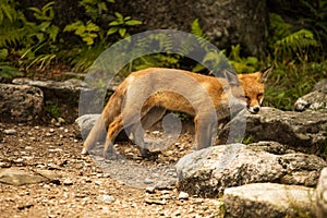 Young fox. wild animal photo