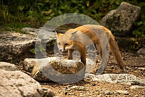 Young fox. wild animal photo