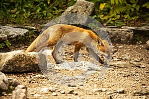 Young fox. wild animal photo