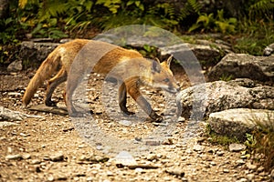 Young fox. wild animal photo