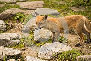 Young fox. wild animal photo