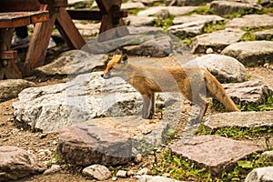 Young fox. wild animal photo