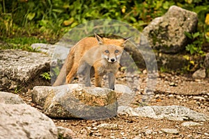 Young fox. wild animal photo