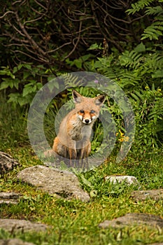 Young fox. wild animal photo