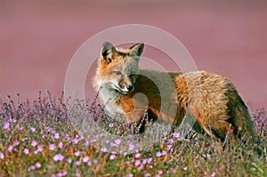 Young Fox