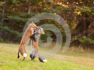 Young foxes honing their hunting skills