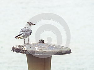 Young Franklinâ€™s Gull standing on a street lamp