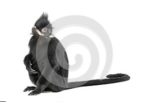 young FranÃÂ§ois\' langur looking away, Trachypithecus francoisi, isolated on white photo