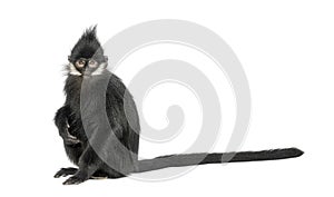 Young FranÃ§ois\' langur looking at the camera, Trachypithecus francoisi, isolated on white