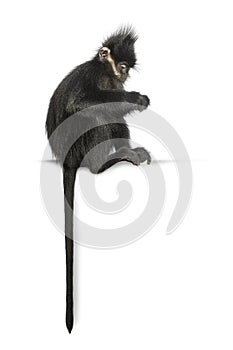 Young FranÃ§ois\' langur, Trachypithecus francoisi looking down its hands, isolated on white