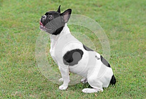 Young French Bulldog dog