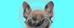 Young French Bulldog dog with face half exposed, wearing eyeglasses
