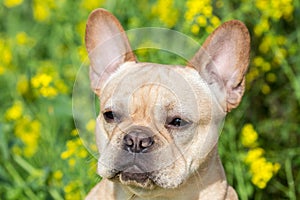 Young French Bulldog Headshot