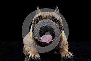 Young French Bulldog is posing. Cute doggy or pet is playing, running and looking happy isolated on black background.