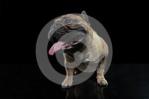 Young French Bulldog is posing. Cute doggy or pet is playing, running and looking happy isolated on black background.