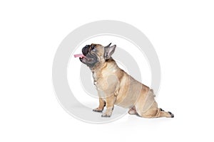 Young French Bulldog is posing. Cute doggy or pet is playing, running and looking happy isolated on white background.