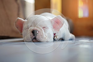 Young french bulldogs white sleeping.