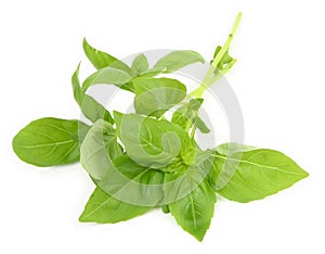 Young fresh basil