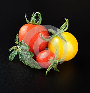 A young fresh beautiful yellow cherry tomato and two very small ripe red cherry tomatoes with beautiful tomato leaves on a glossy