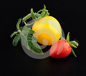 A young fresh beautiful yellow cherry tomato and a very small ripe red cherry tomato with beautiful tomato leaves on a glossy blac