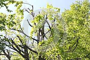 Young fresh beech leaves in springtime