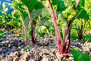 Young fresh beet leaves. Beetroot plants in a row close-up