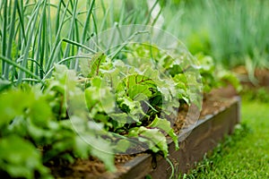 Young fresh beet leaves and green scallions. Beetroot plants and onions growing in a row in the garden. Growing own herbs and